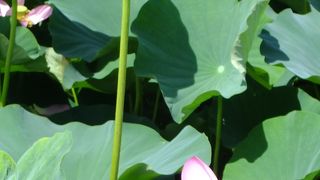 42種類12万株ハスを見ることができます。