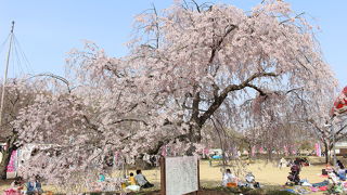 桜の名所ですが、丘ではない気がします