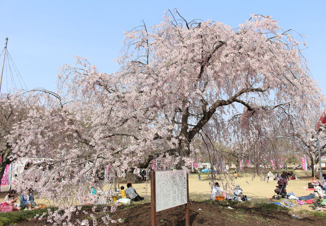 桜の名所ですが、丘ではない気がします