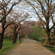 古墳の丘に続く桜並木になっています