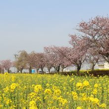 反対側の桜並木