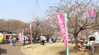様々な種類の桜が植えられています
