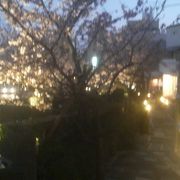 夜は熱海桜がきれいにライトアップされます