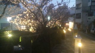 夜は熱海桜がきれいにライトアップされます