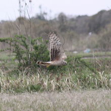 ハイイロチュウヒ♀