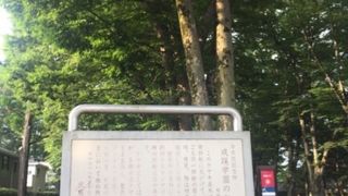 大学前のケヤキ並木