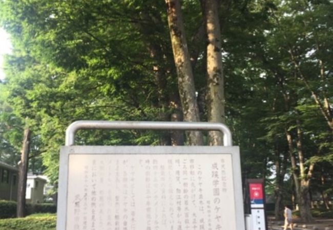 成蹊学園ケヤキ並木 クチコミ アクセス 営業時間 吉祥寺 三鷹 フォートラベル