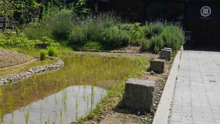 ランチは11時から