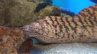 アットホームな水族館