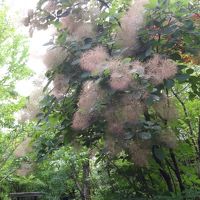 美しい花が咲いてました。