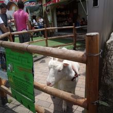 ヤギがいました。