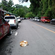 首輪のない犬たちがウロウロ