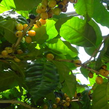 温室内　ｺｰﾋｰの実がなっています