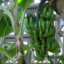 温室内　たわわに実ったバナナ