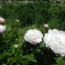 園内の散策路　しゃくなげの花が咲いていました