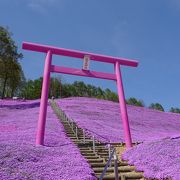 芝桜の見ごろに是非！（東藻琴芝桜公園）