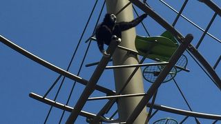 サル山が楽しめます！