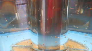 見所があるようで余りなかった