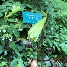 どれがそれかわからないが山草の標識は付いてます