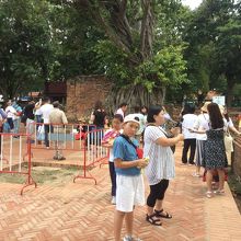 奥が有名な仏像の頭部が菩提樹に埋まってるスポット