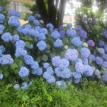ボリュームが凄い紫陽花も多く見られました