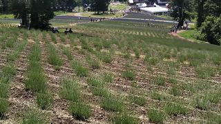 花畑でのんびりと