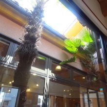 中庭にはシュロが立っています