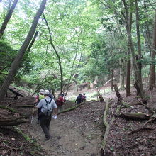 樹木の下、割と急な下り