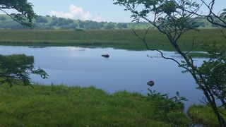 高山植物がキレイです