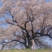 畑の中に見事な巨大桜