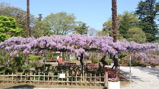 大きな藤棚に圧倒されます