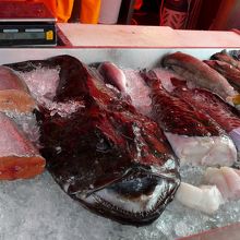 北海の魚の顔つきは厳しい