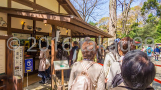 やはり一番人気は枝垂桜でした。