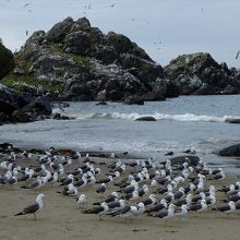 岩礁寄りの方はウミネコが多くて絵になります。