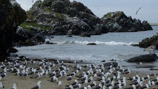 ウミネコを見るにはいいけれど、泳ぐのにはどうかな