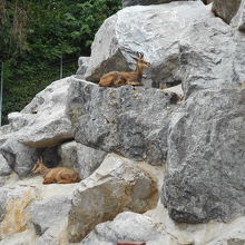 アルプス動物園