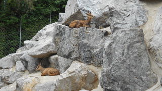 アルプス動物園