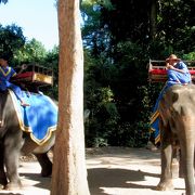 タイについで二回目の象乗り