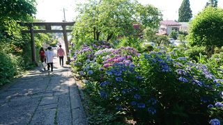 参道にアジサイが咲いていた