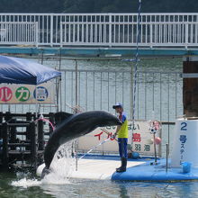 何とか頑張るイルカ一頭