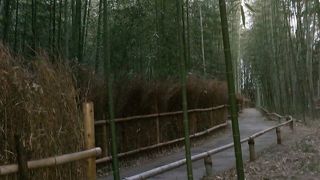 有名スポットの竹林