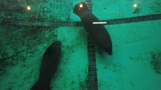 可愛らしい海獣