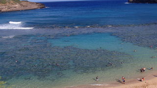 初めてホヌに遭遇