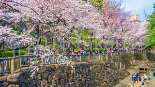 地元の方に支持されている花見の名所のように感じました。