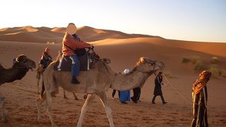 ラクダに乗ってサハラ砂漠の日の出を待つ
