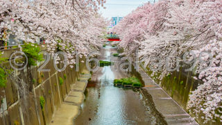 海外からの観光客もいたりして、中々の賑わいでした。