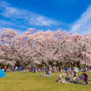 サクラが満開の真っ盛りでしたので、公園内は沢山の花見客で賑わっていました。