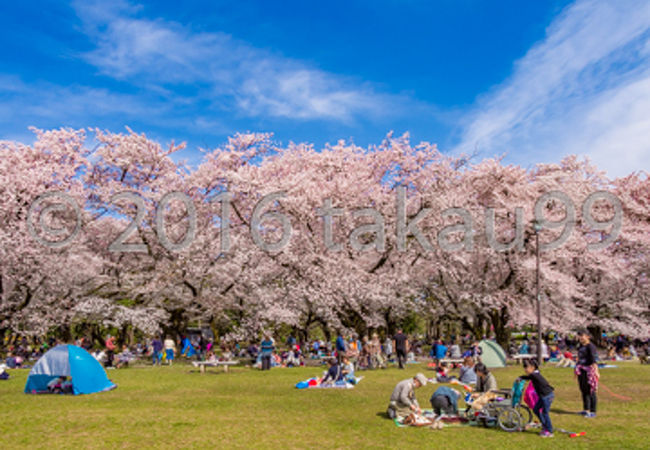 サクラが満開の真っ盛りでしたので、公園内は沢山の花見客で賑わっていました。