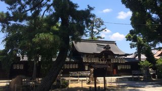 高い木に囲まれる