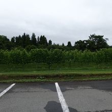 駐車場の向こうは葡萄畑